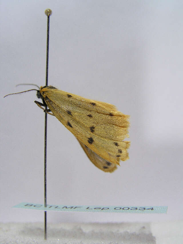 Imagem de Setina irrorella Linnaeus 1758