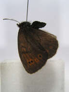 Image of Erebia pandrose