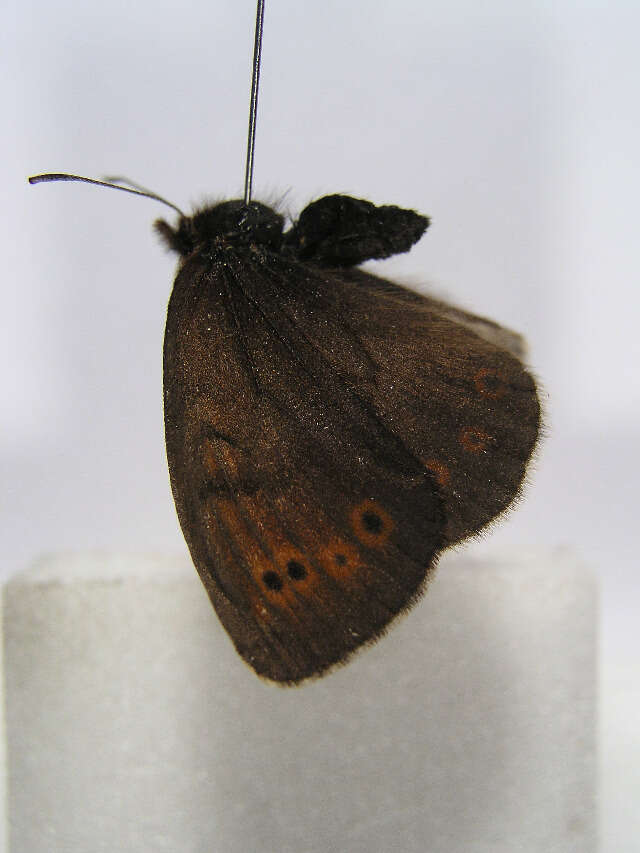 Image of Erebia pandrose