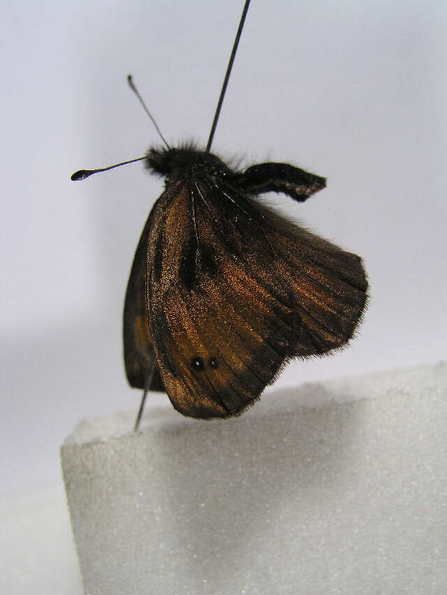 Image of Silky Ringlet