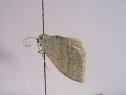 Слика од Scopula incanata Linnaeus 1758