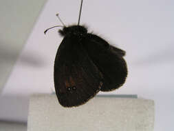 Image of Common Brassy Ringlet