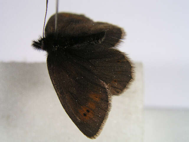 Image of Mountain Ringlet