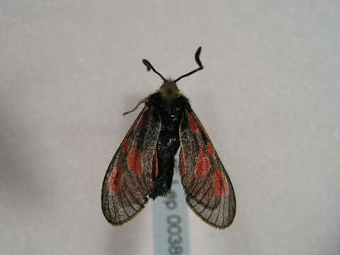 Image of Mountain Burnet