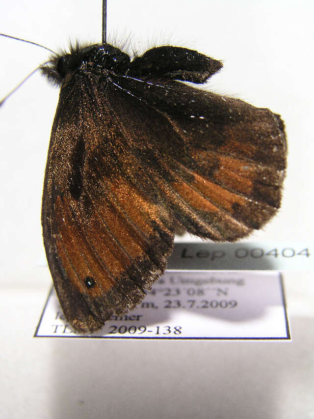 Image of Silky Ringlet