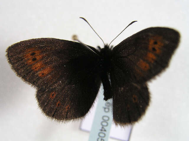 Image of Mountain Ringlet