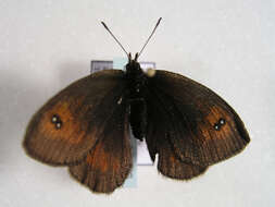 Erebia aethiopella Staudinger 1897 resmi