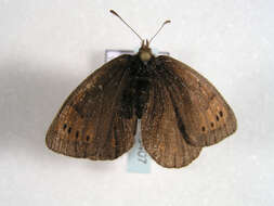 Image of Erebia pandrose