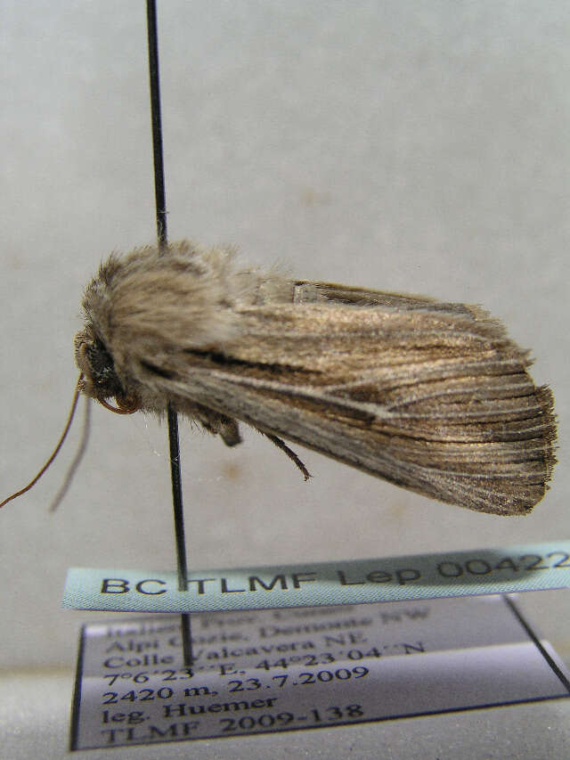 Image of shoulder-striped wainscot