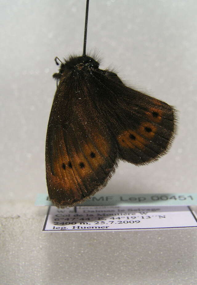 Image of Mountain Ringlet