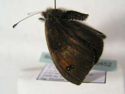 Image of Common Brassy Ringlet