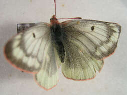 Image of Mountain Clouded Yellow