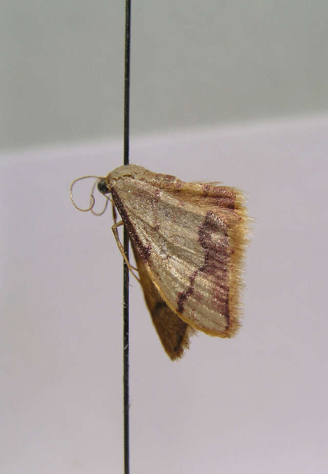 صورة Idaea ostrinaria