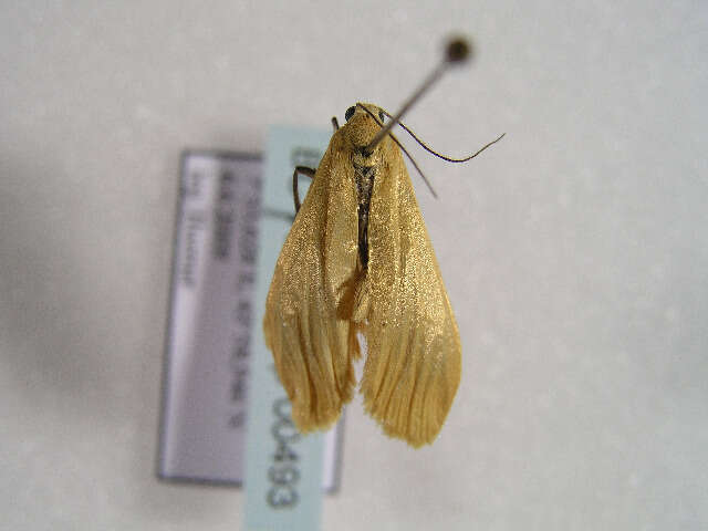 Image of orange footman