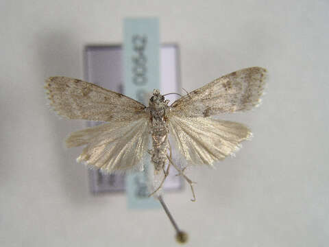 Image of <i>Scoparia manifestella</i> Herrich-Schäffer