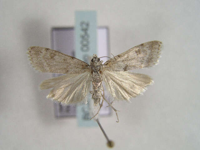 Image of Scoparia manifestella Herrich-Schäffer