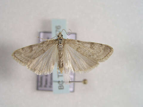 Image of <i>Scoparia manifestella</i> Herrich-Schäffer