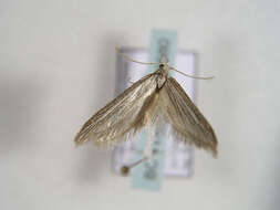 Image of Brown-winged knapweed root moth