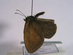 Image of <i>Coenonympha glycerion</i>