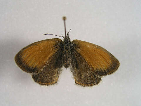 Image of <i>Coenonympha gardetta darwiniana</i>