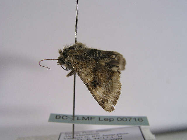 Sivun <i>Heliothis viriplaca</i> kuva