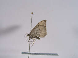 Image of <i>Xanthorhoe decoloraria</i> Esper