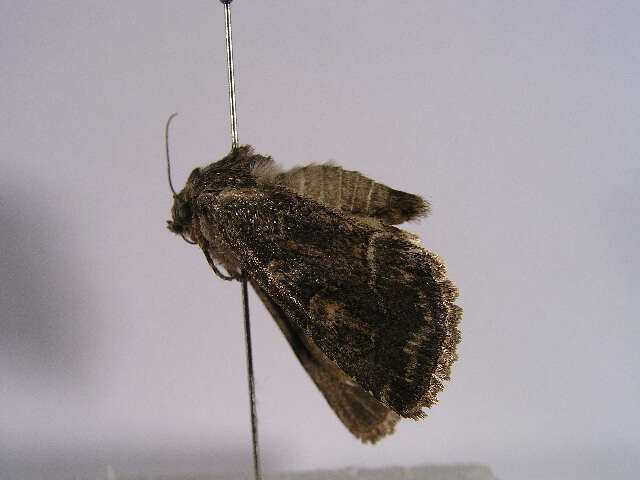 Image of straw underwing