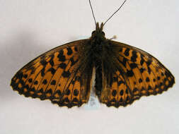 Image of <i>Boloria titania</i>