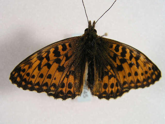 Image of <i>Boloria titania</i>