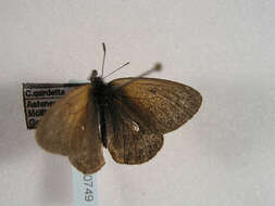 Image of <i>Coenonympha gardetta</i>