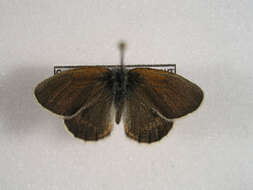 Image of <i>Coenonympha gardetta</i>