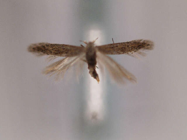 Image of Scrobipalpula diffluella Frey 1870