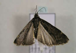 Image de <i>Matilella fusca</i>