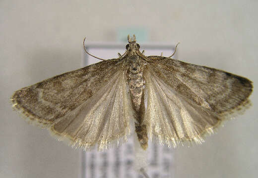 Image of <i>Scoparia manifestella</i> Herrich-Schäffer