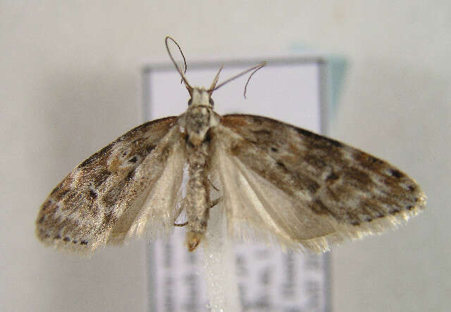 Image of Anchinia grisescens Frey 1856