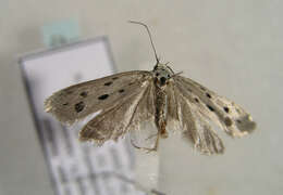 Image of Ethmia dodecea Haworth 1828