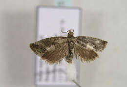 Image of Moth