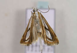 صورة Catoptria permutatellus Herrich-Schäffer 1849