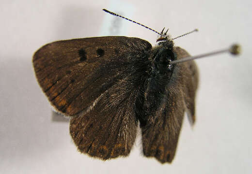 Image of <i>Lycaena tityrus subalpinus</i>