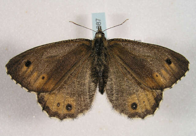 <i>Oeneis glacialis</i>的圖片