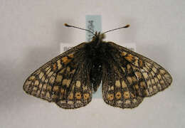 صورة <i>Euphydryas aurinia debilis</i>