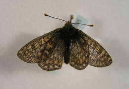 صورة <i>Euphydryas aurinia debilis</i>