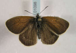 Image of <i>Coenonympha gardetta</i>