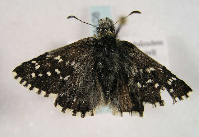 Image of Alpine Grizzled Skipper