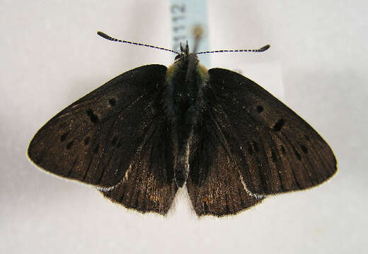 Image of <i>Lycaena tityrus subalpinus</i>