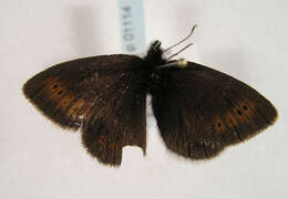 Image of Mountain Ringlet