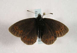 Image of Mountain Ringlet