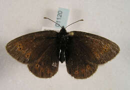 Image of Mountain Ringlet