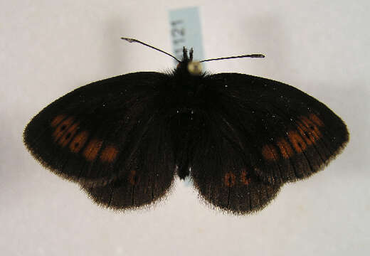 Image of Lesser Mountain Ringlet