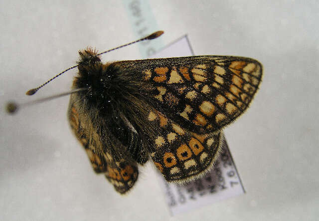 صورة <i>Euphydryas aurinia debilis</i>